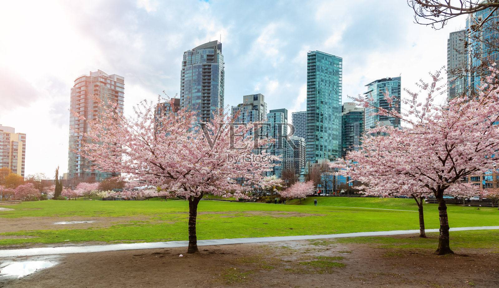加拿大不列颠哥伦比亚省温哥华市中心的樱花照片摄影图片