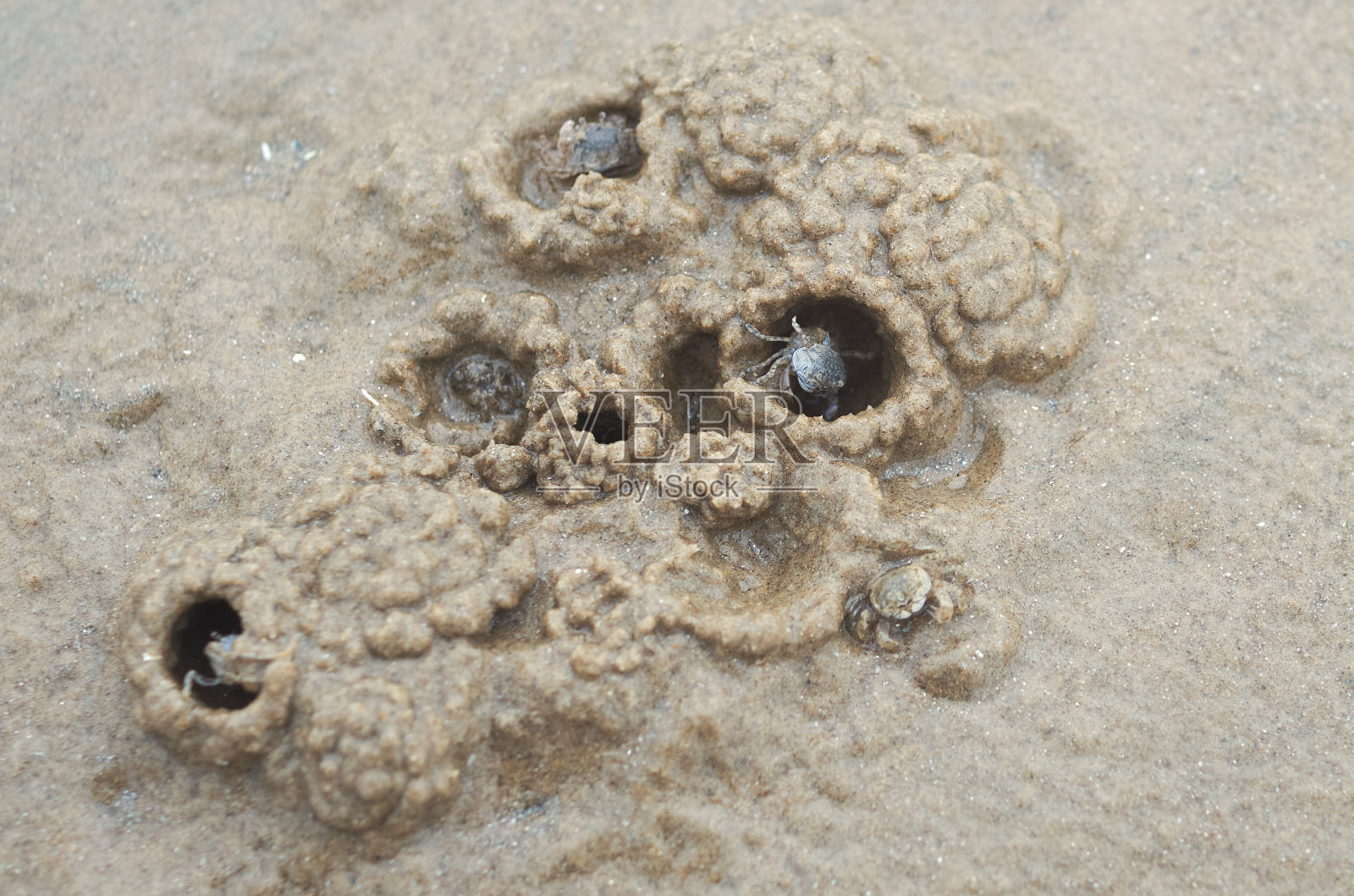 小沙滩蟹在曼达马尼海滩的湿沙中挖掘照片摄影图片