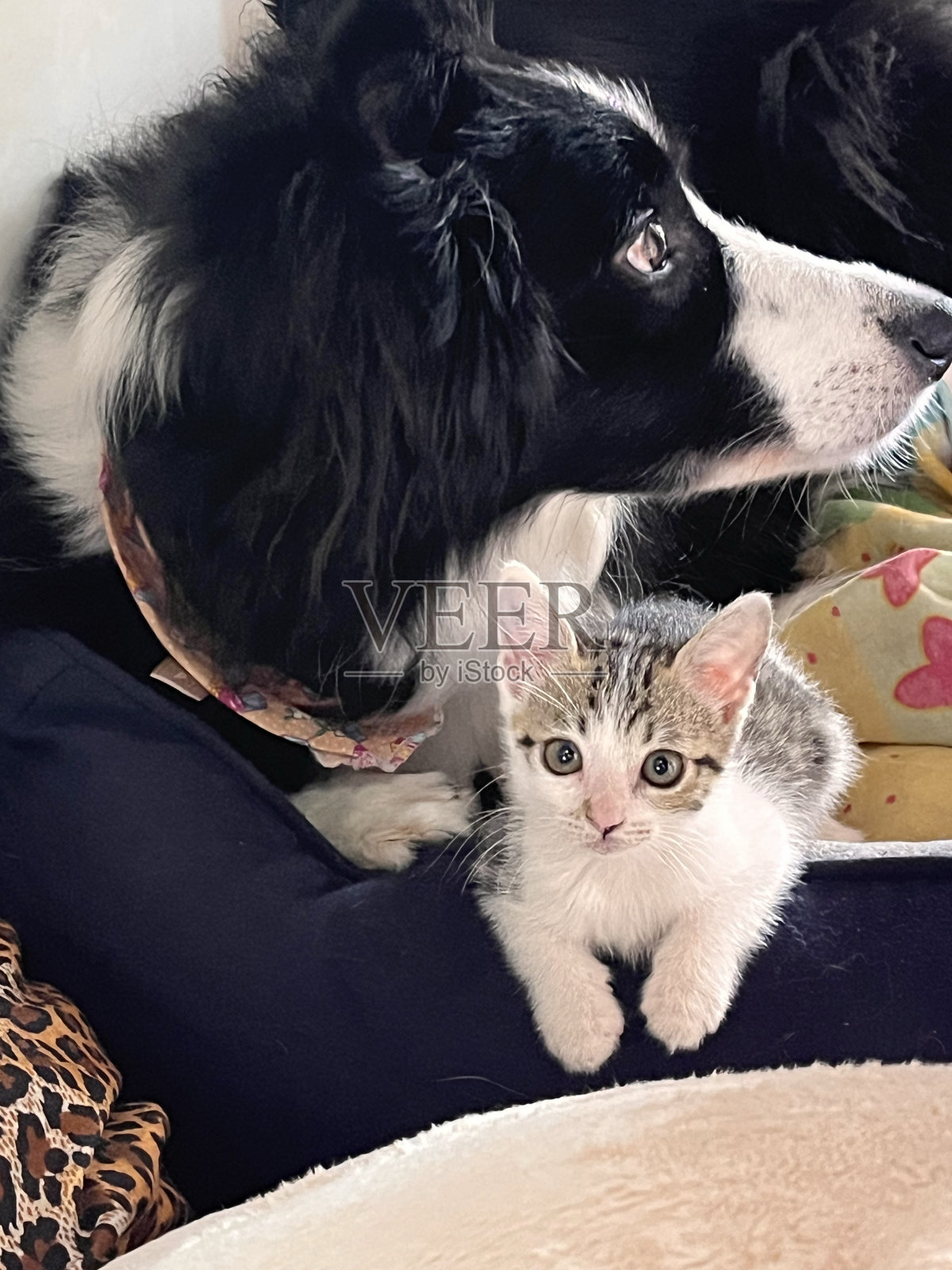 猫爱照片摄影图片