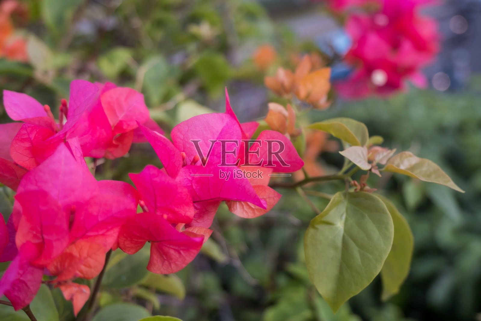 雅加达苏迪曼街人行天桥上可爱的三角梅露台照片摄影图片