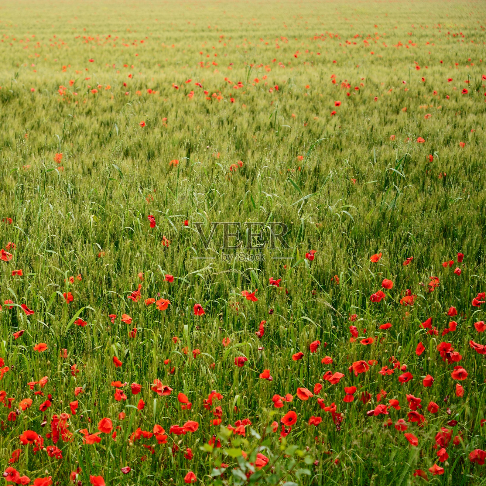 麦田里成千上万的红罂粟照片摄影图片