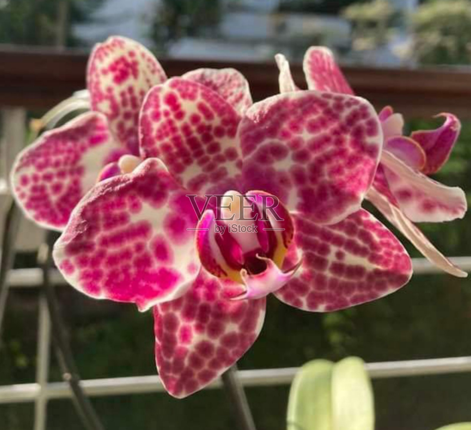 美丽的兰花照片摄影图片