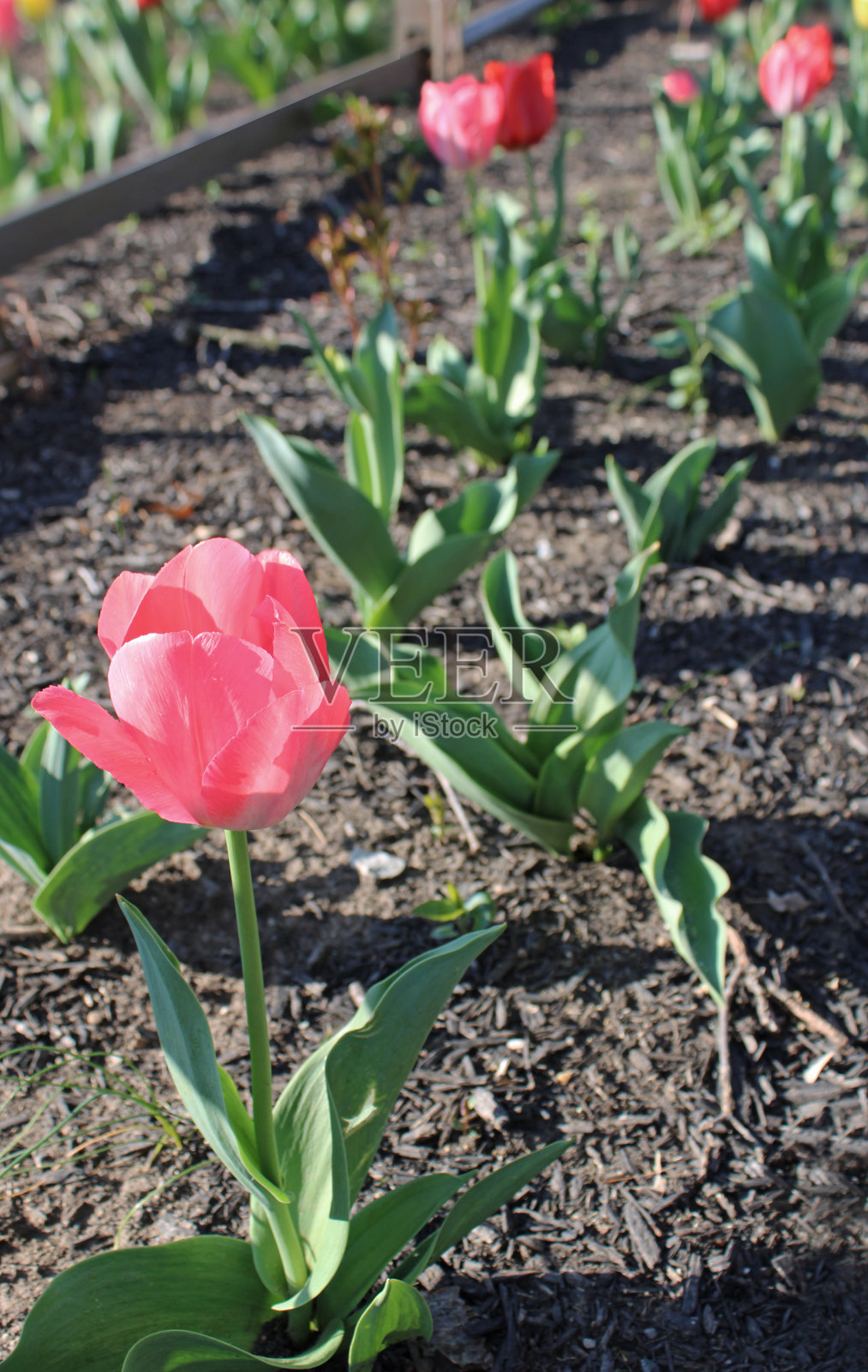 花园中的粉色郁金香特写照片摄影图片
