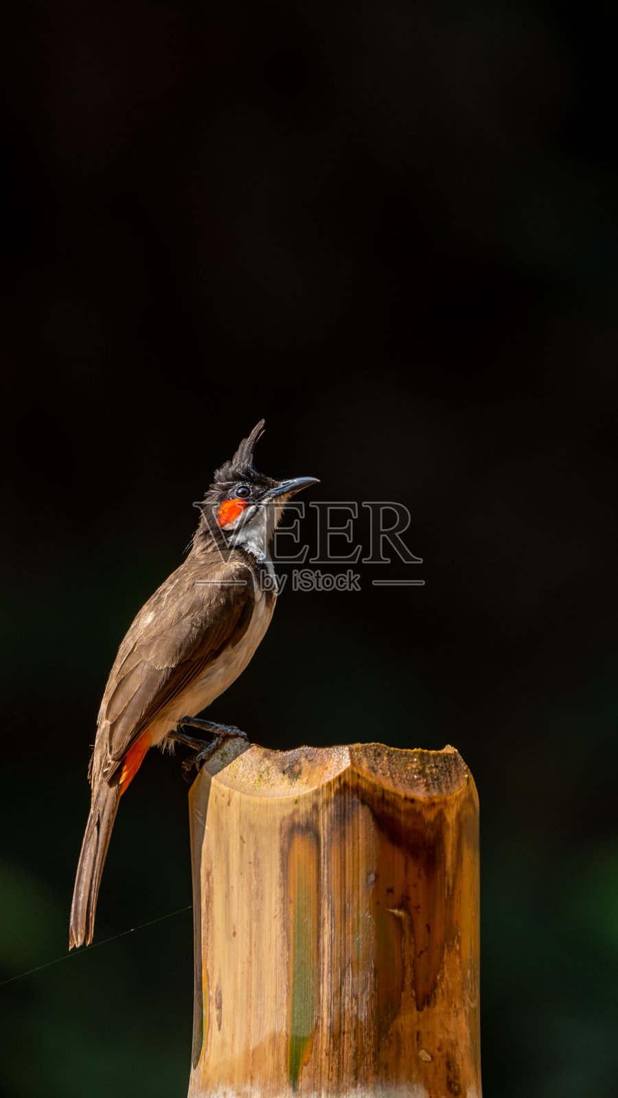 红须球茎(学名:Pycnonotus jocosus)照片摄影图片