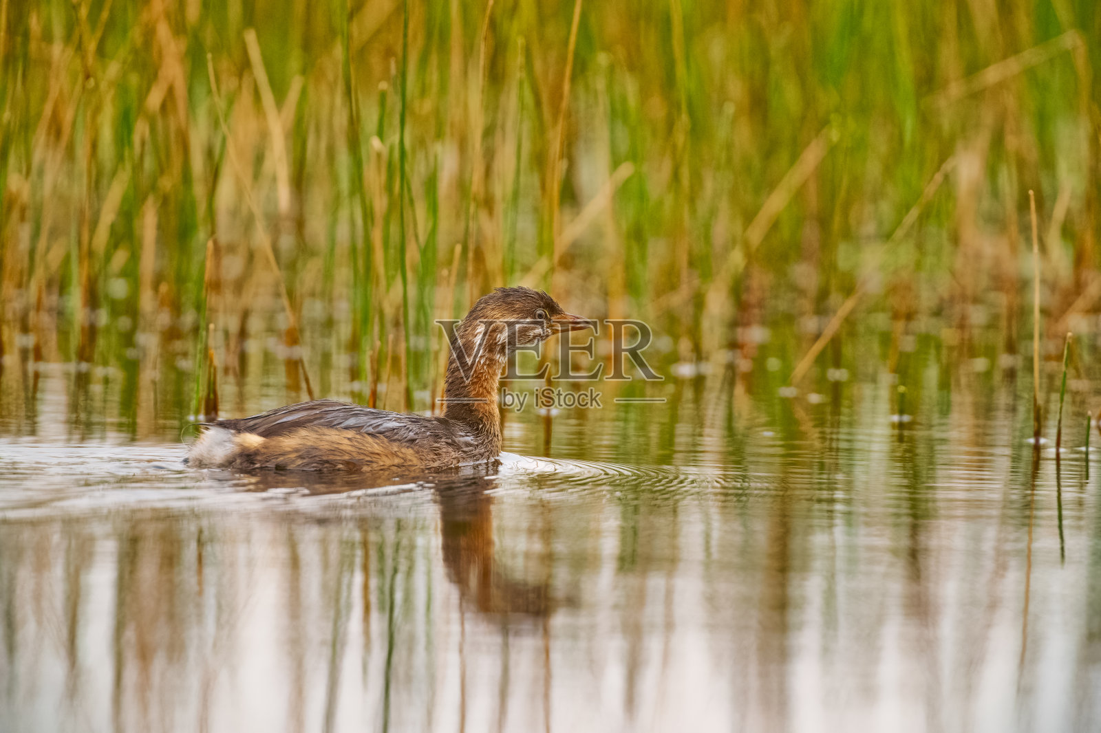 加拿大阿尔伯塔省的班夫国家公园照片摄影图片