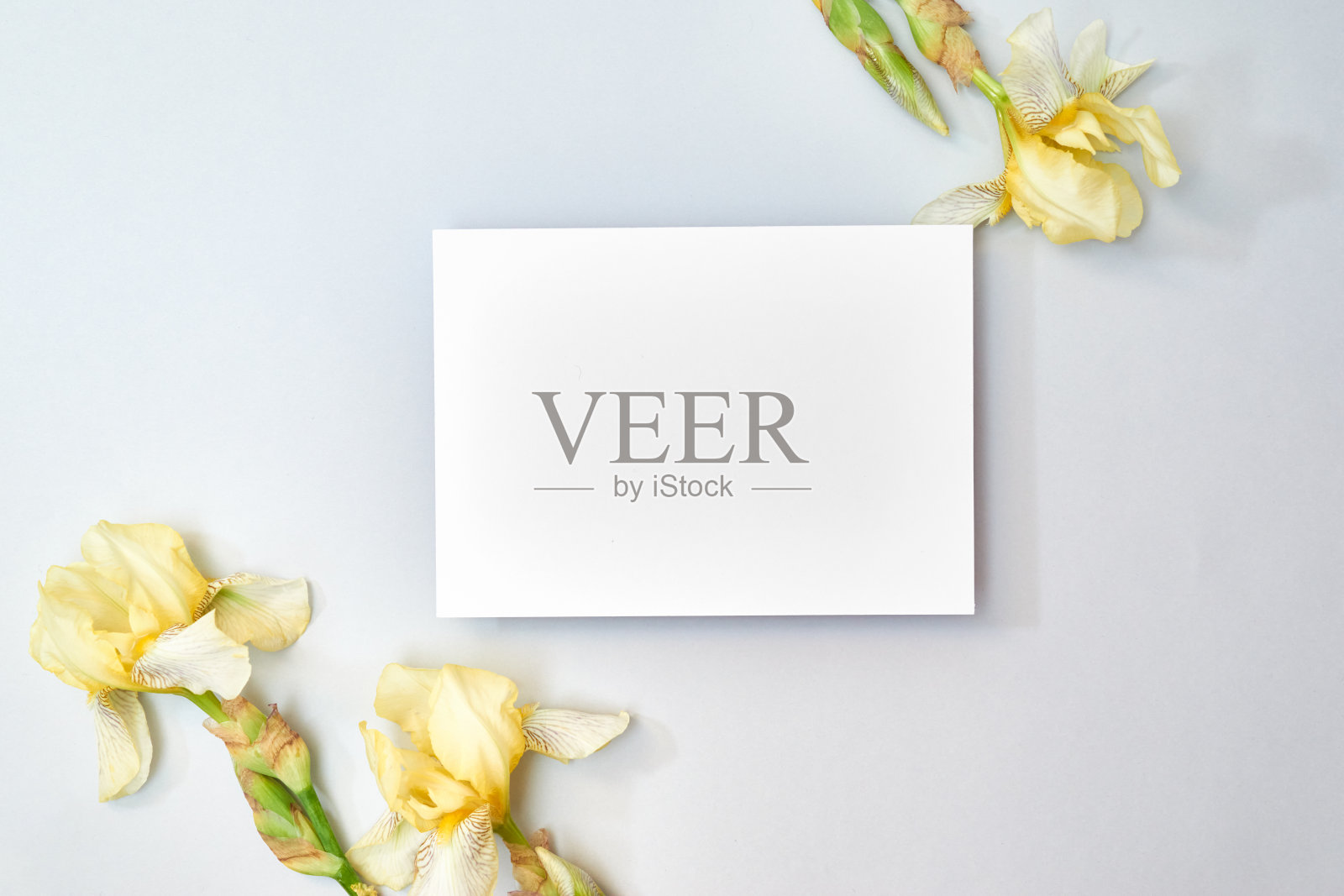 模拟白色贺卡与黄色虹膜在浅色背景照片摄影图片