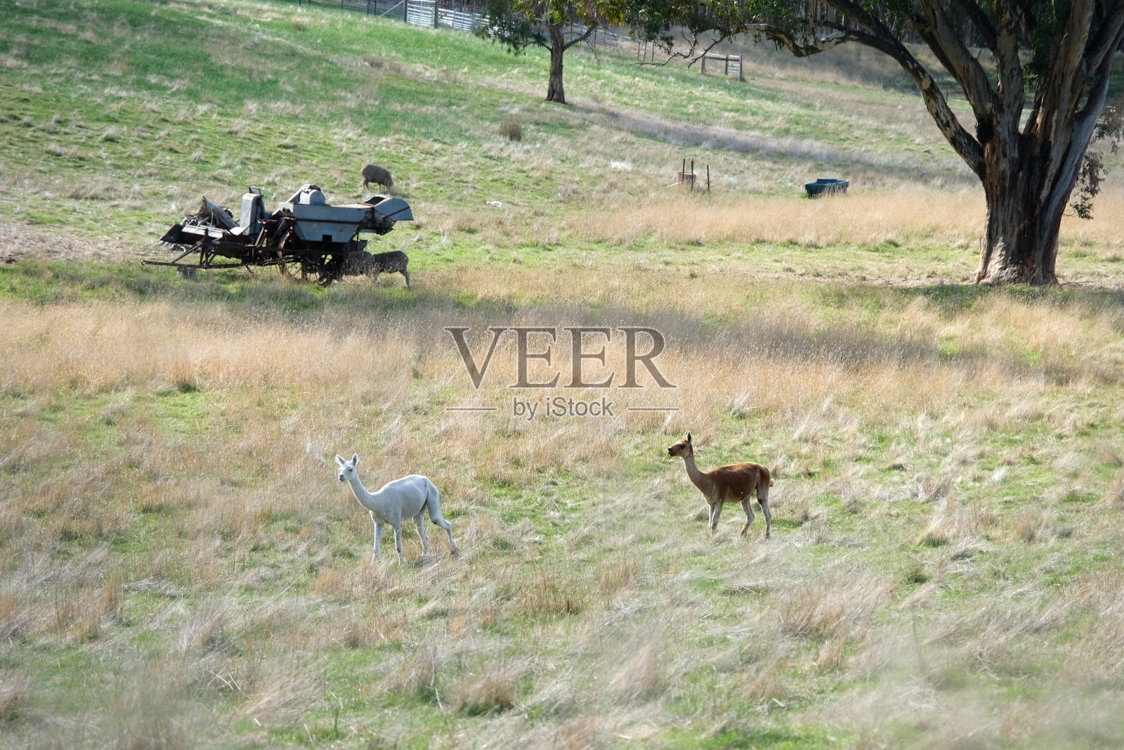 南澳大利亚克莱尔谷的骆马照片摄影图片