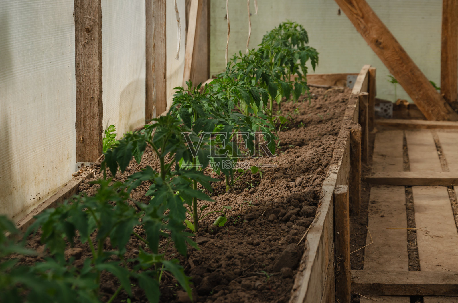 番茄幼苗在温室里生长照片摄影图片