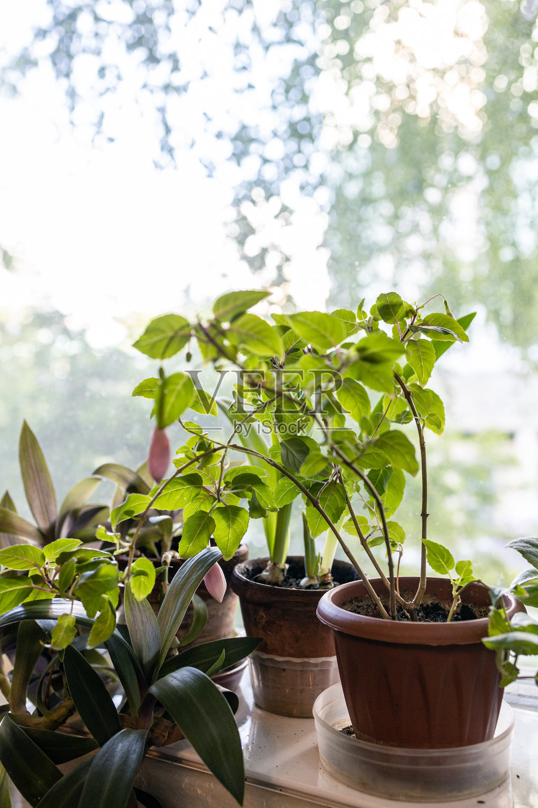 夏季窗台花盆里的家庭植物照片摄影图片