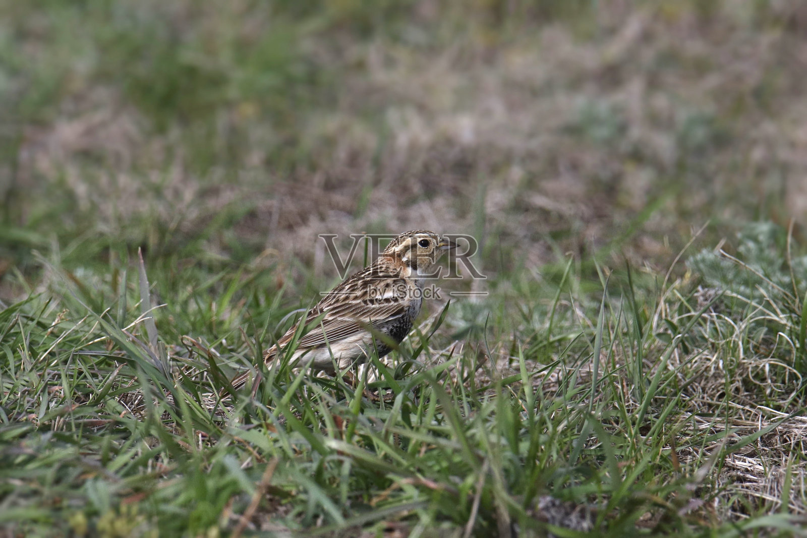 栖息在草地上的栗色颈长刺(未成熟)照片摄影图片