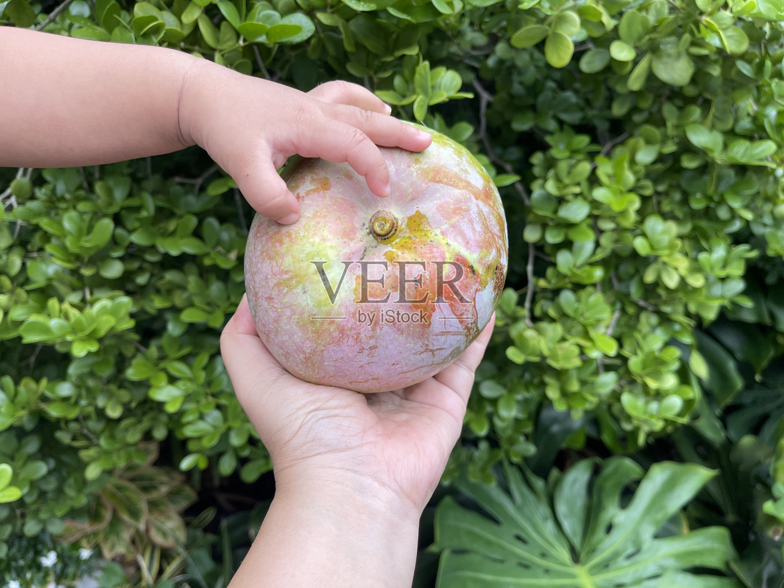 新鲜芒果,健康饮食的热带水果照片摄影图片