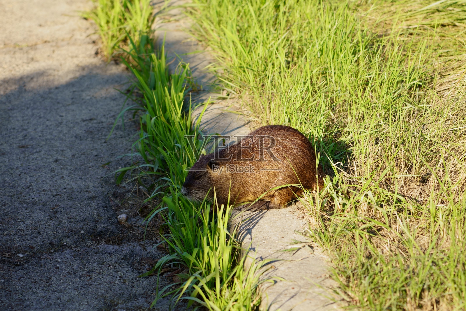 拉文纳洪水后的巨鼠照片摄影图片