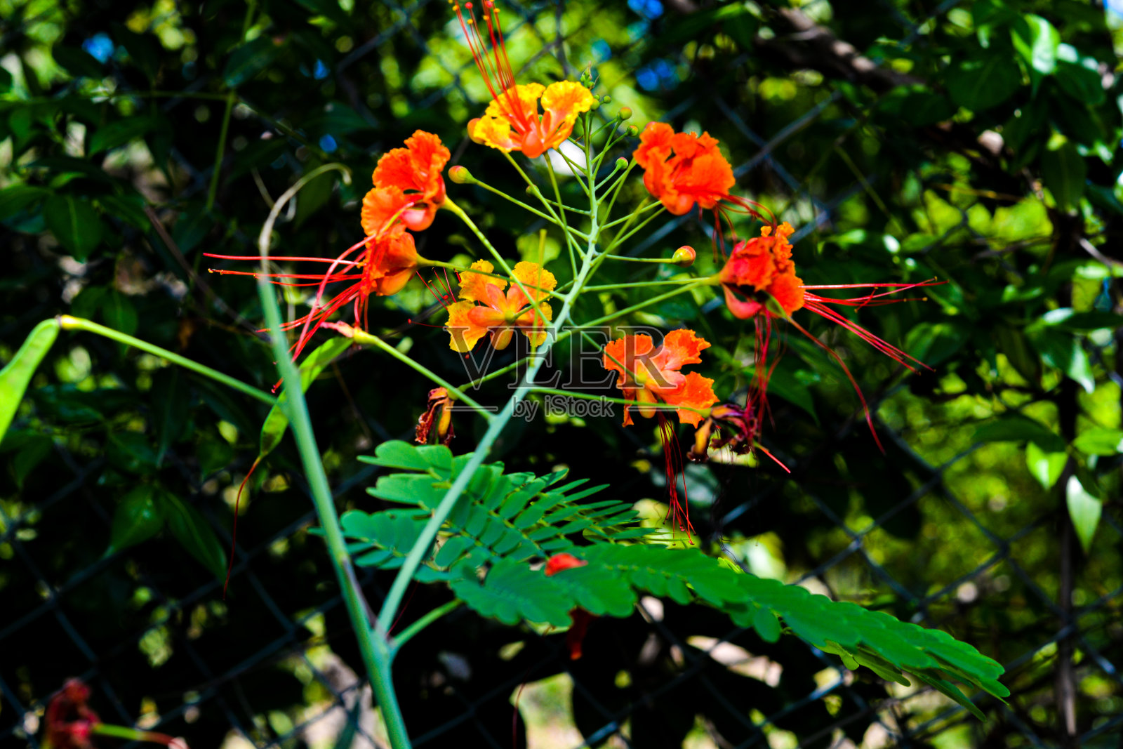 路边的粉色花照片摄影图片