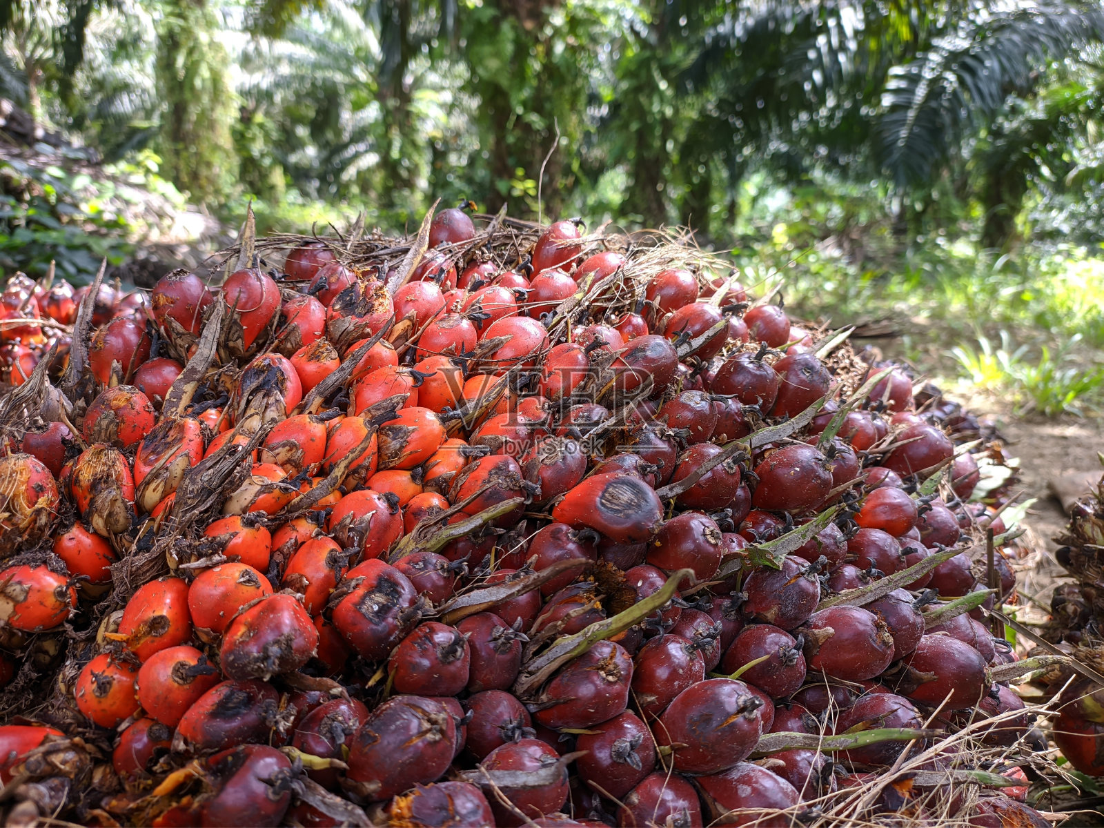 收获后的新鲜油棕果实照片摄影图片
