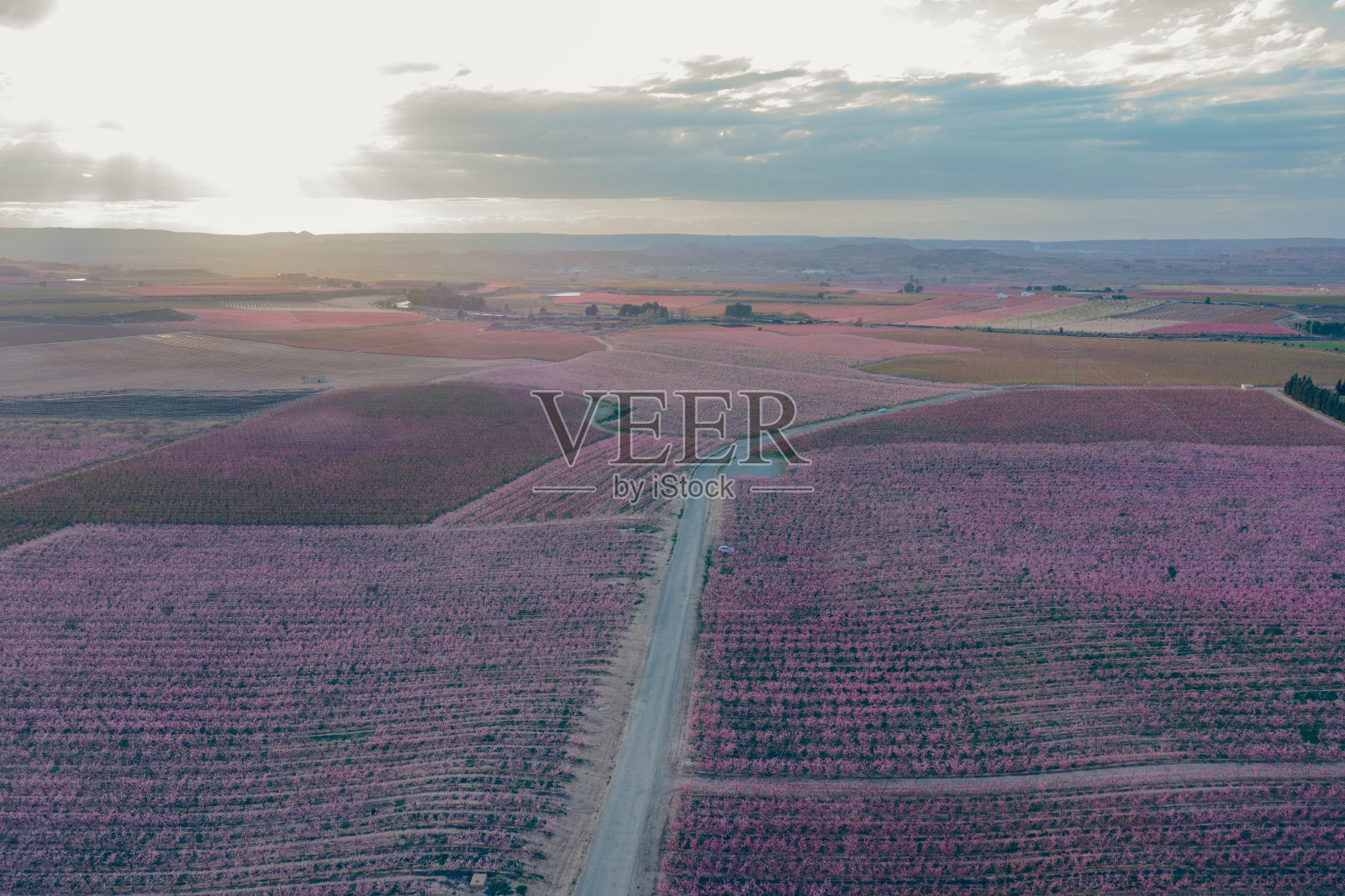 春天的桃园照片摄影图片