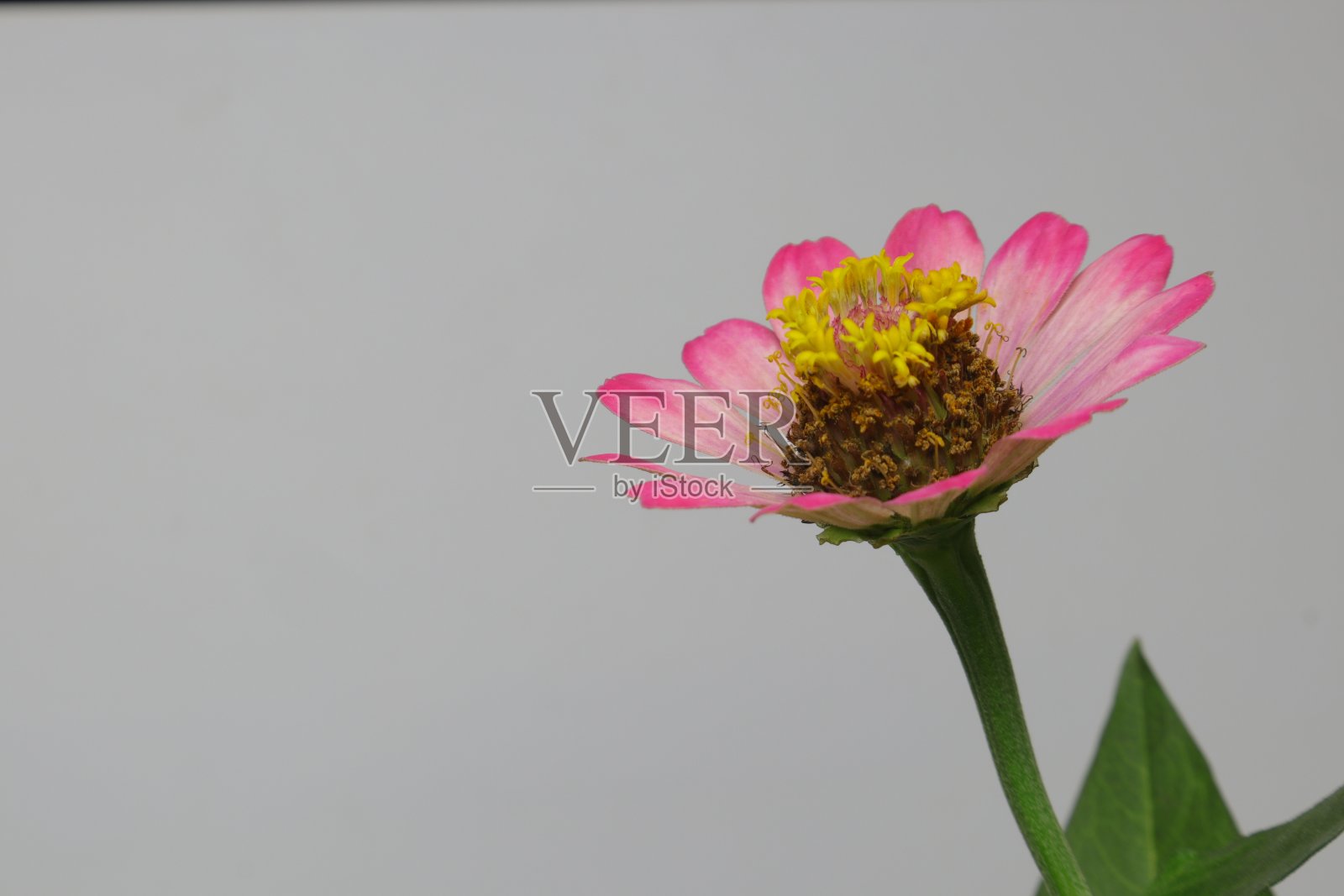 优雅的彩色百日菊花近距离白色背景照片摄影图片