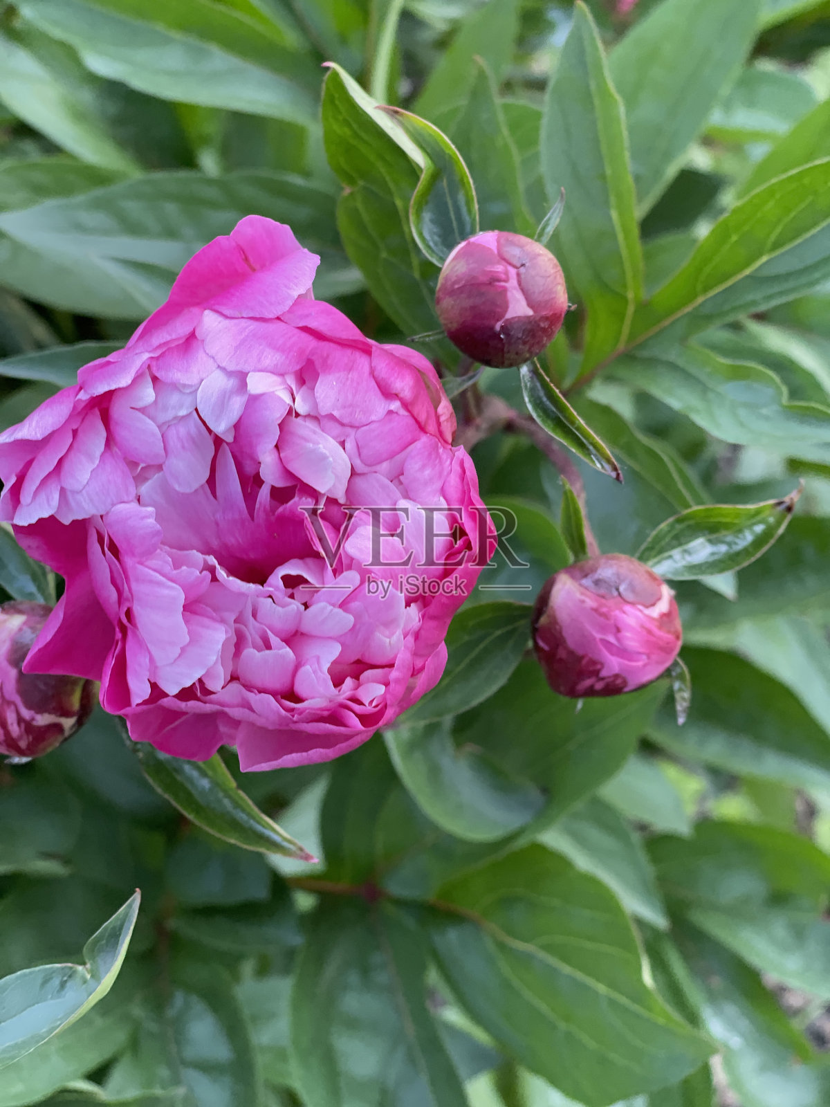 外面是亮粉色牡丹照片摄影图片