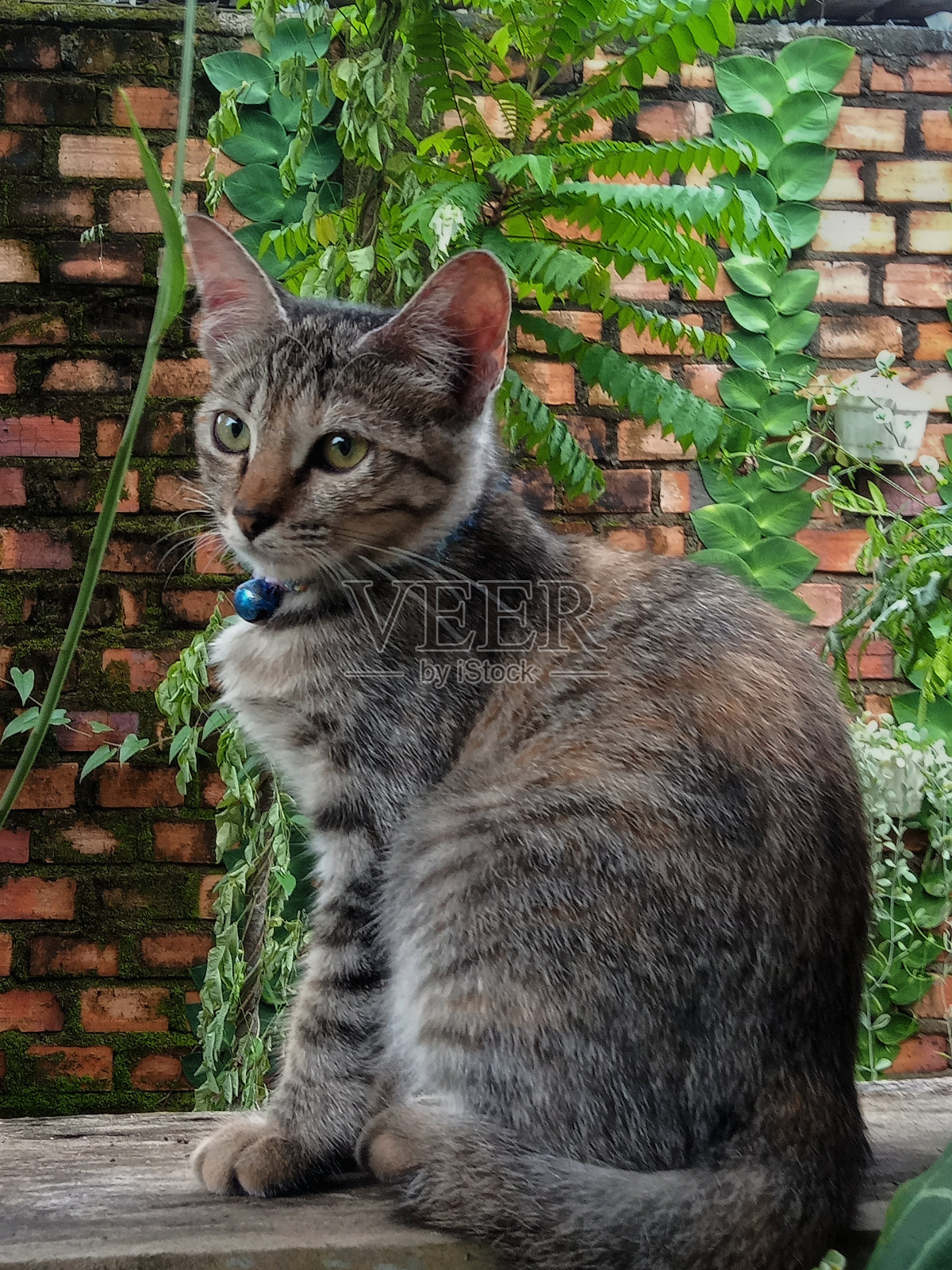 猫照片摄影图片