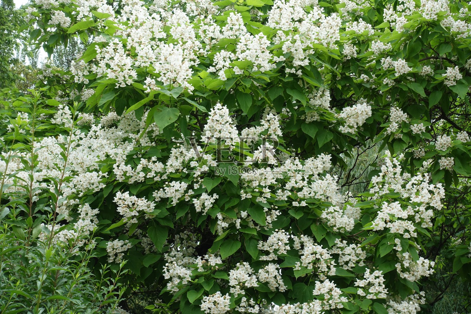 六月,梓树的叶子上开满了白花照片摄影图片