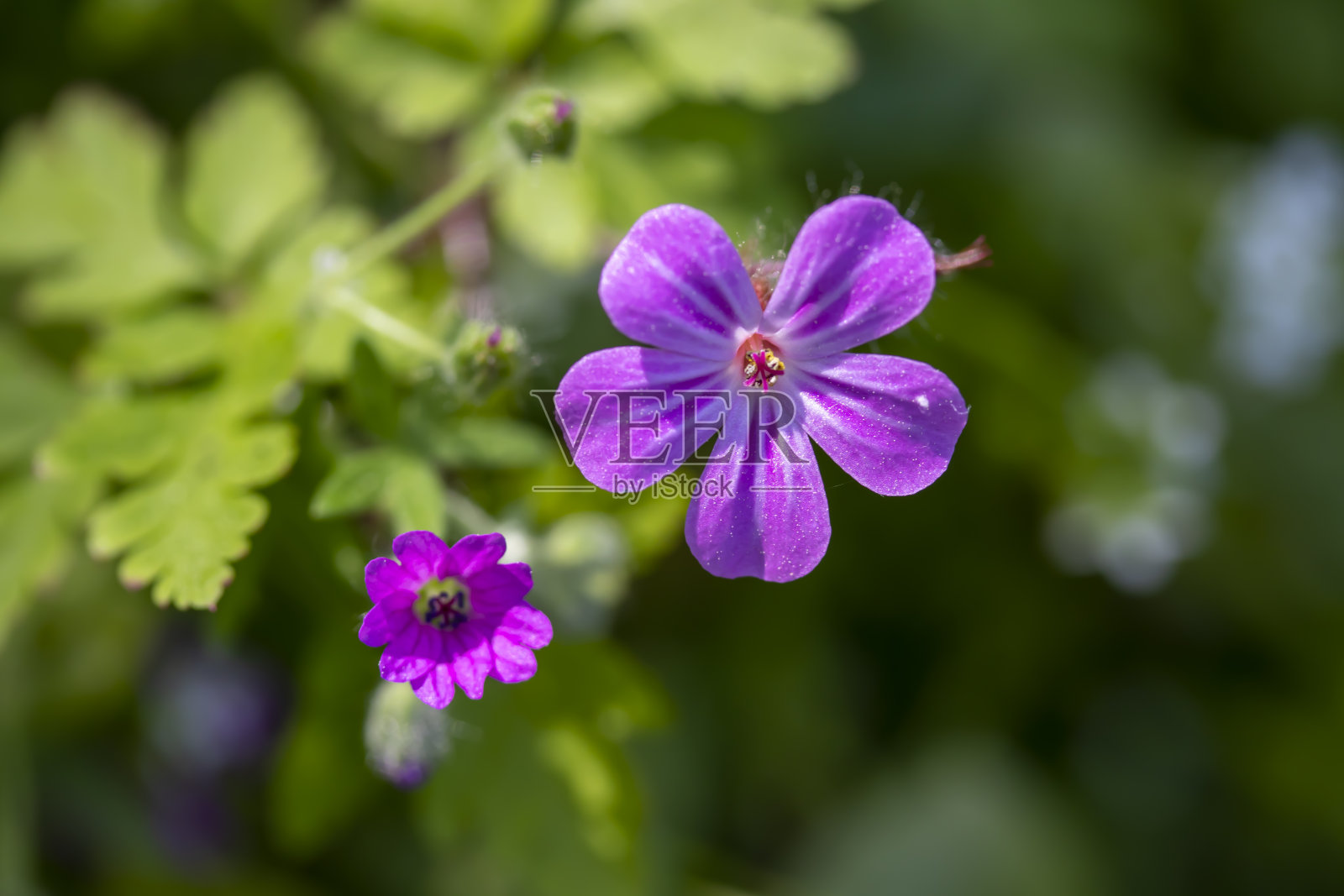 紫色花朵的特写照片摄影图片