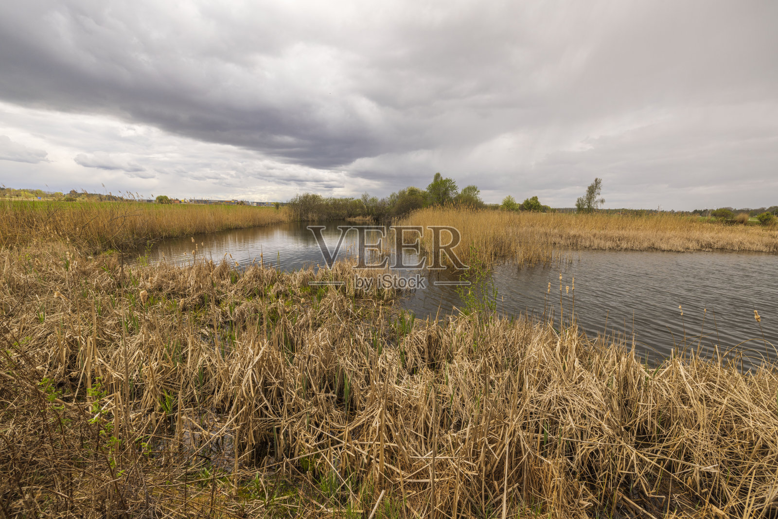 美丽的湖与干燥的高草在多云的春天在云的背景下。瑞典。照片摄影图片