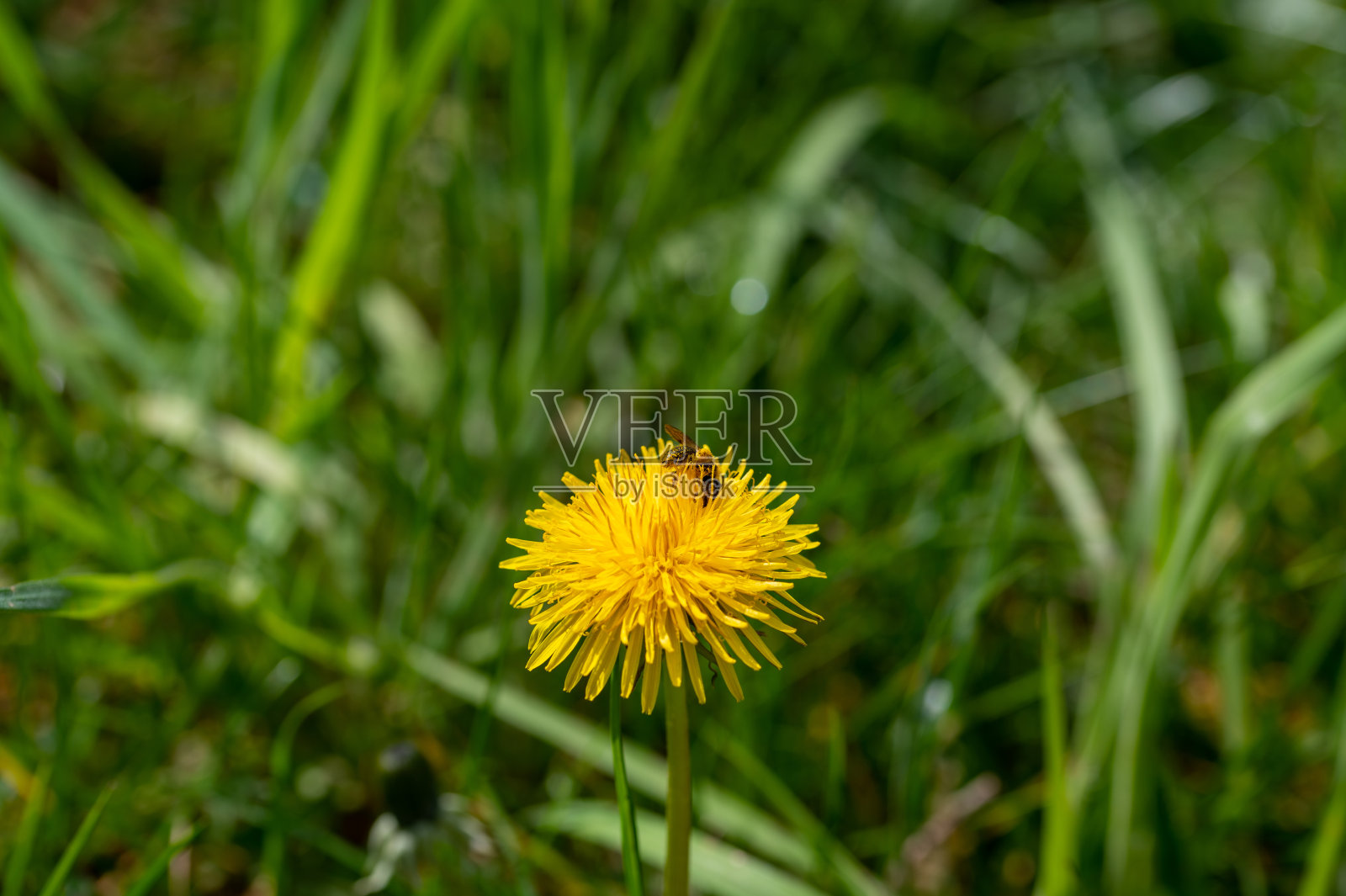 一只蜜蜂在黄色蒲公英上照片摄影图片
