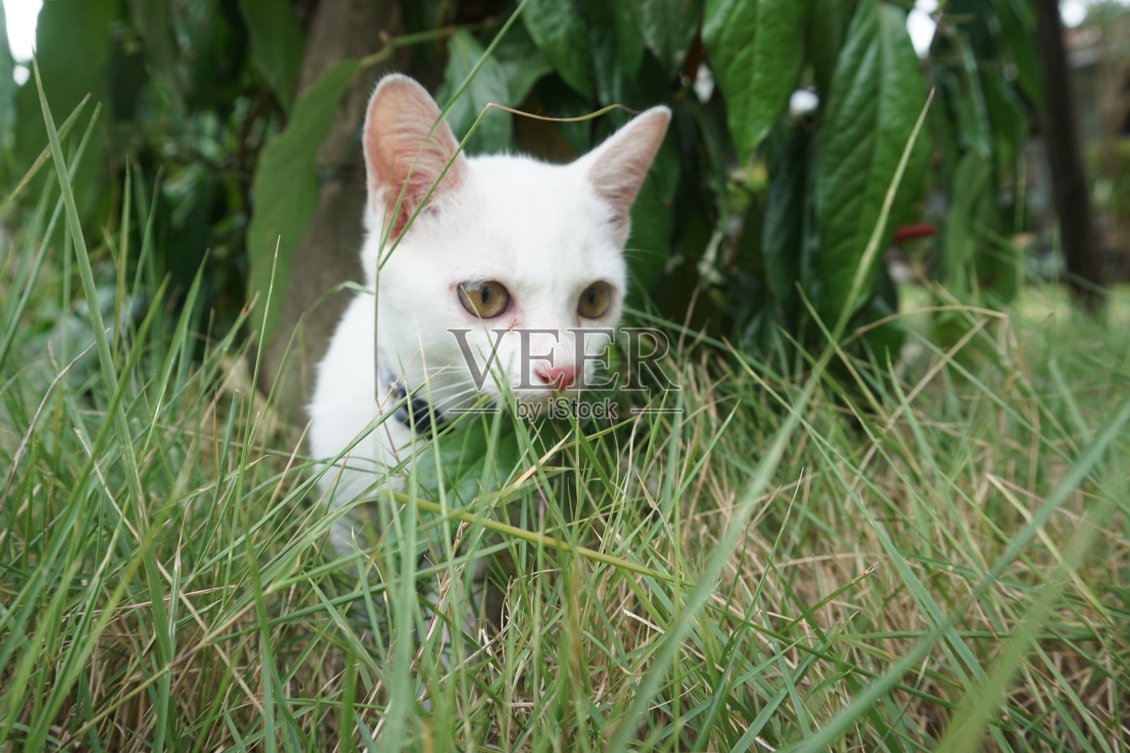 草地上的小猫照片摄影图片