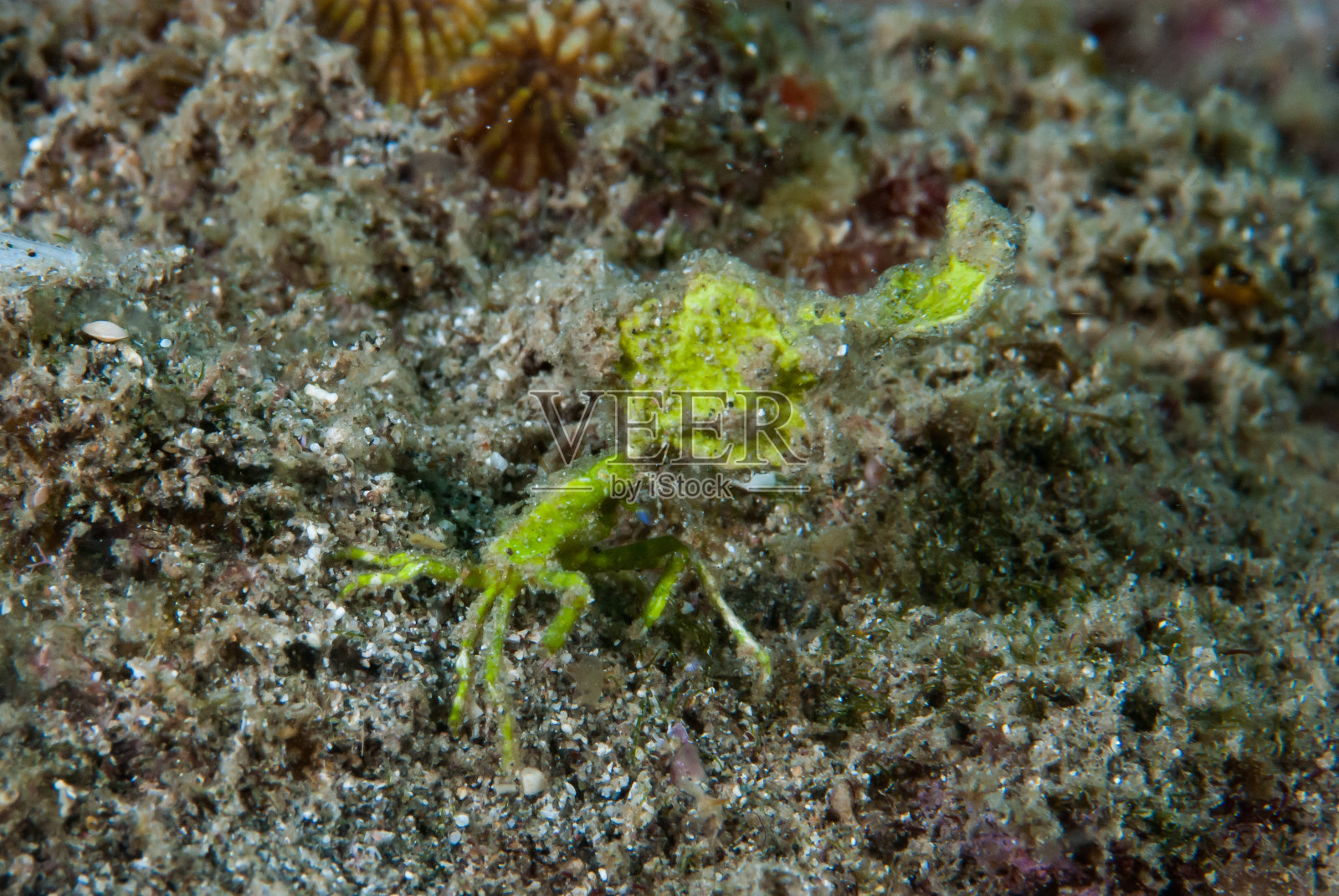 箭蟹照片摄影图片