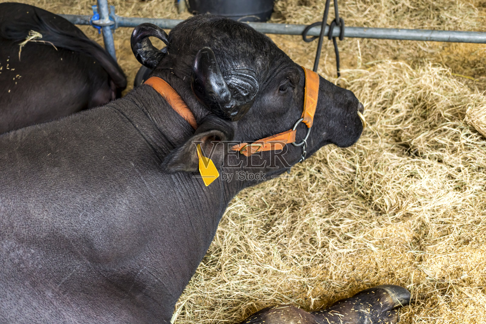 水牛繁殖照片摄影图片