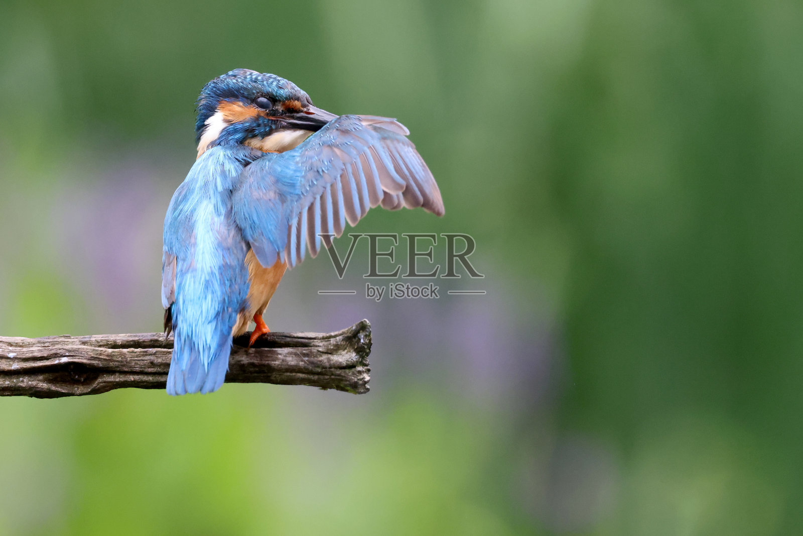 普通翠鸟(Alcedo atthis),又称欧亚翠鸟和河翠鸟照片摄影图片