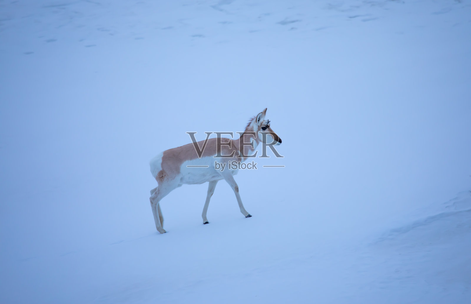 黄石公园的叉角鹿照片摄影图片
