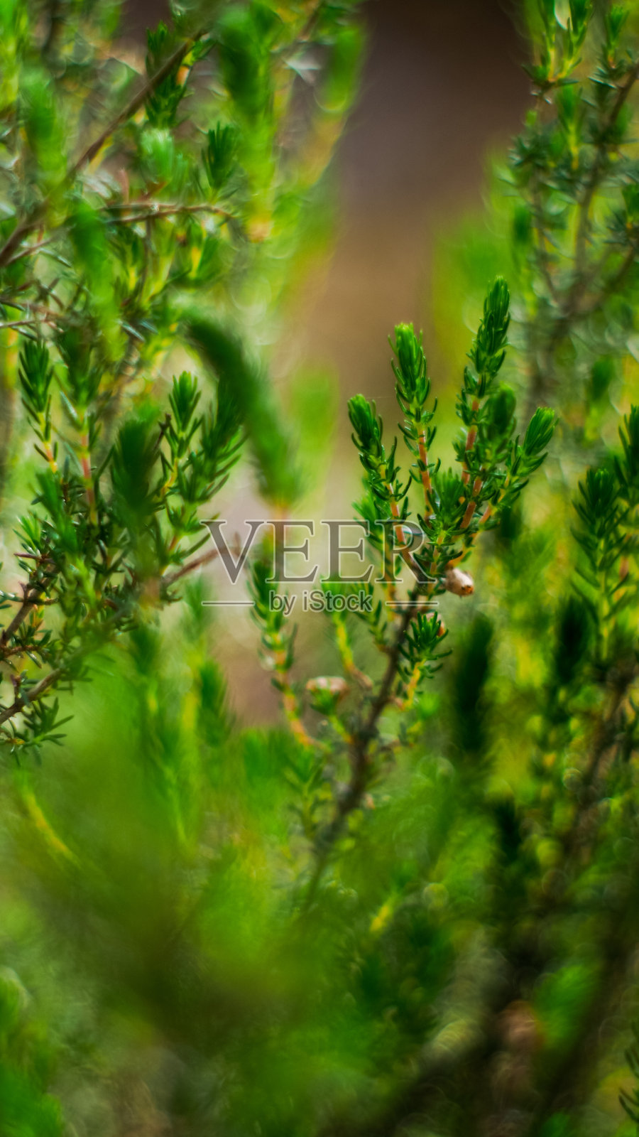 bruyires sauvages, dans la forêt des Landes de Gascogne照片摄影图片