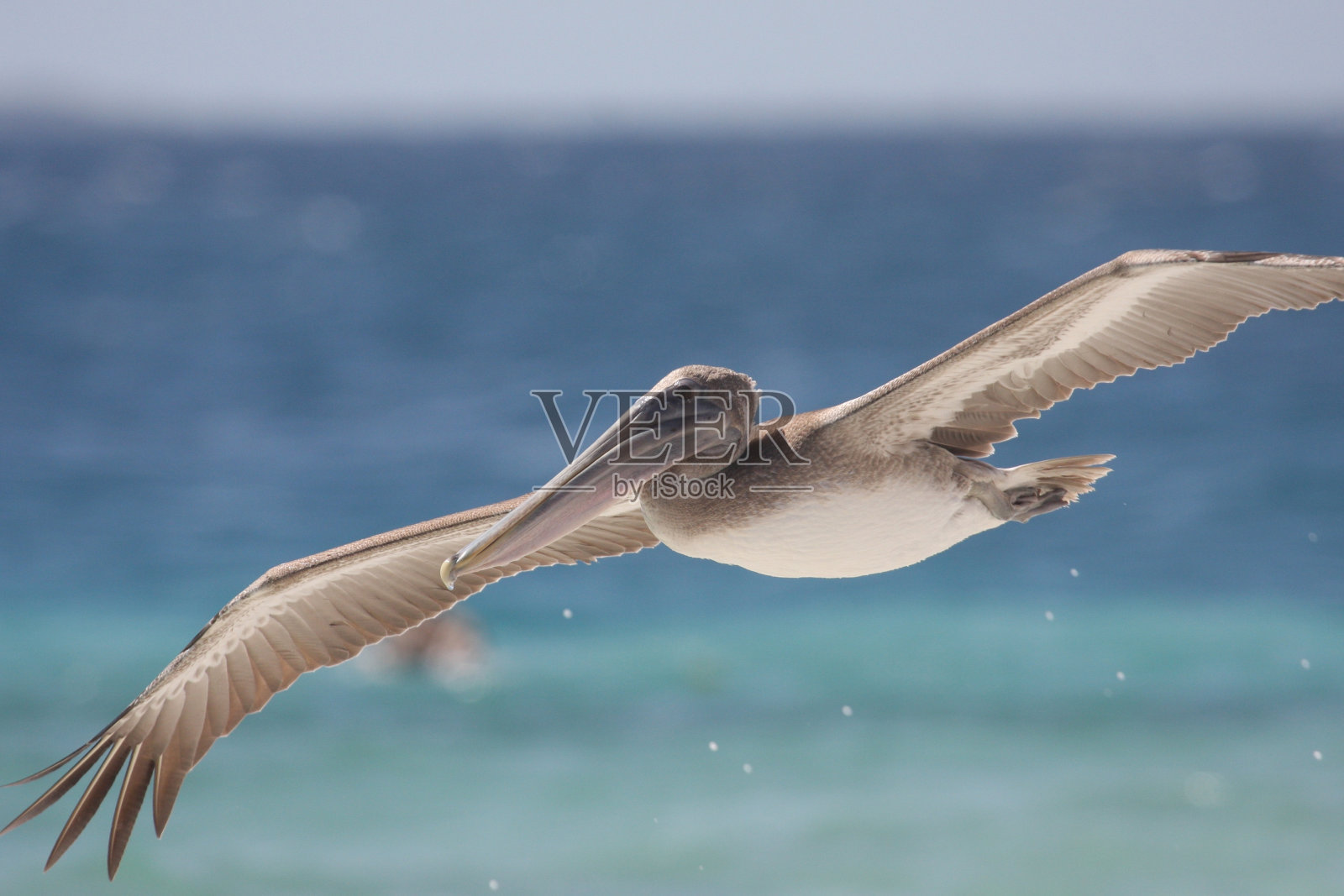 天空中的鸟照片摄影图片