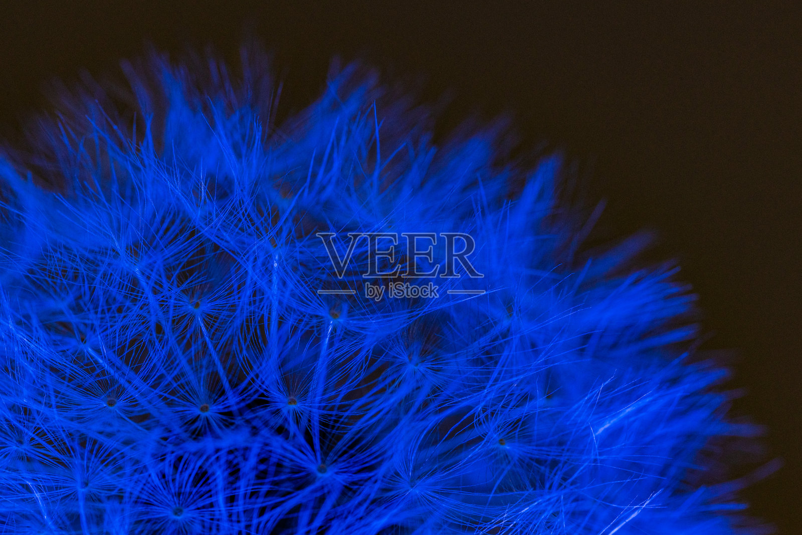 蓝色蒲公英微距照片照片摄影图片