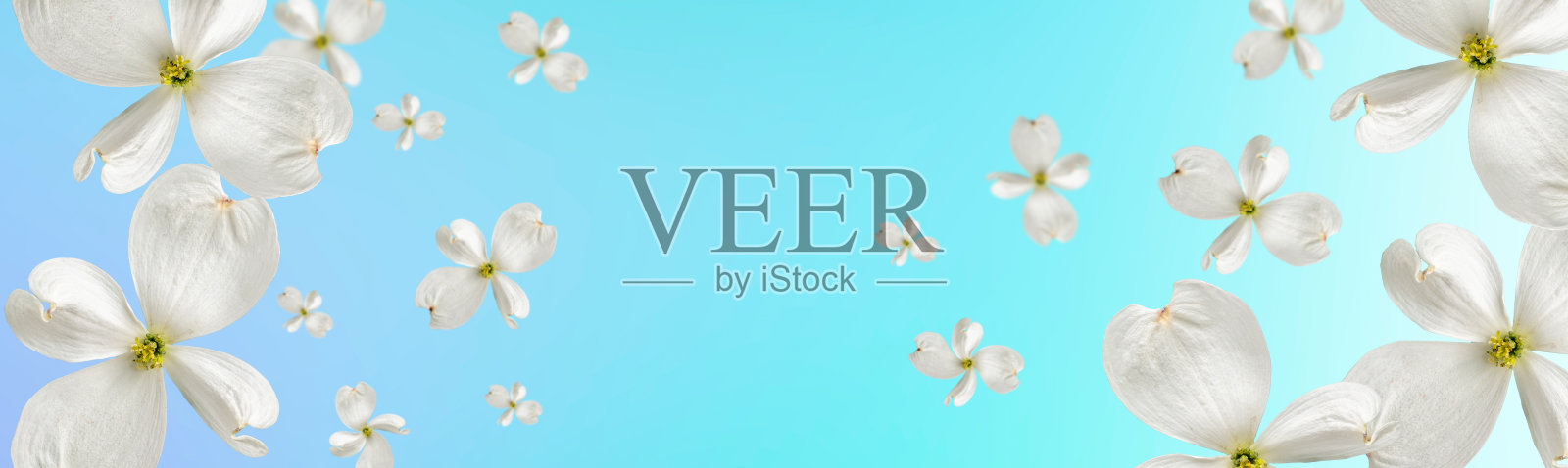 美丽的渐变天蓝色背景与漂浮的白色山茱萸花。化妆品广告及销售模板。本空间照片摄影图片