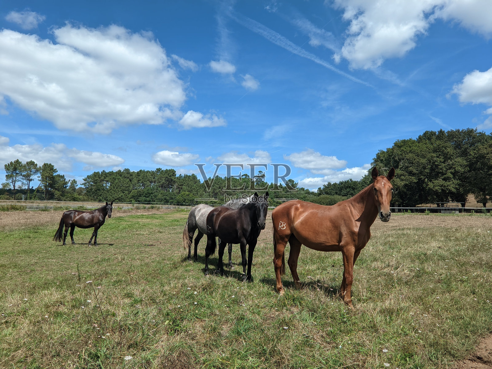 田野里的野马照片摄影图片