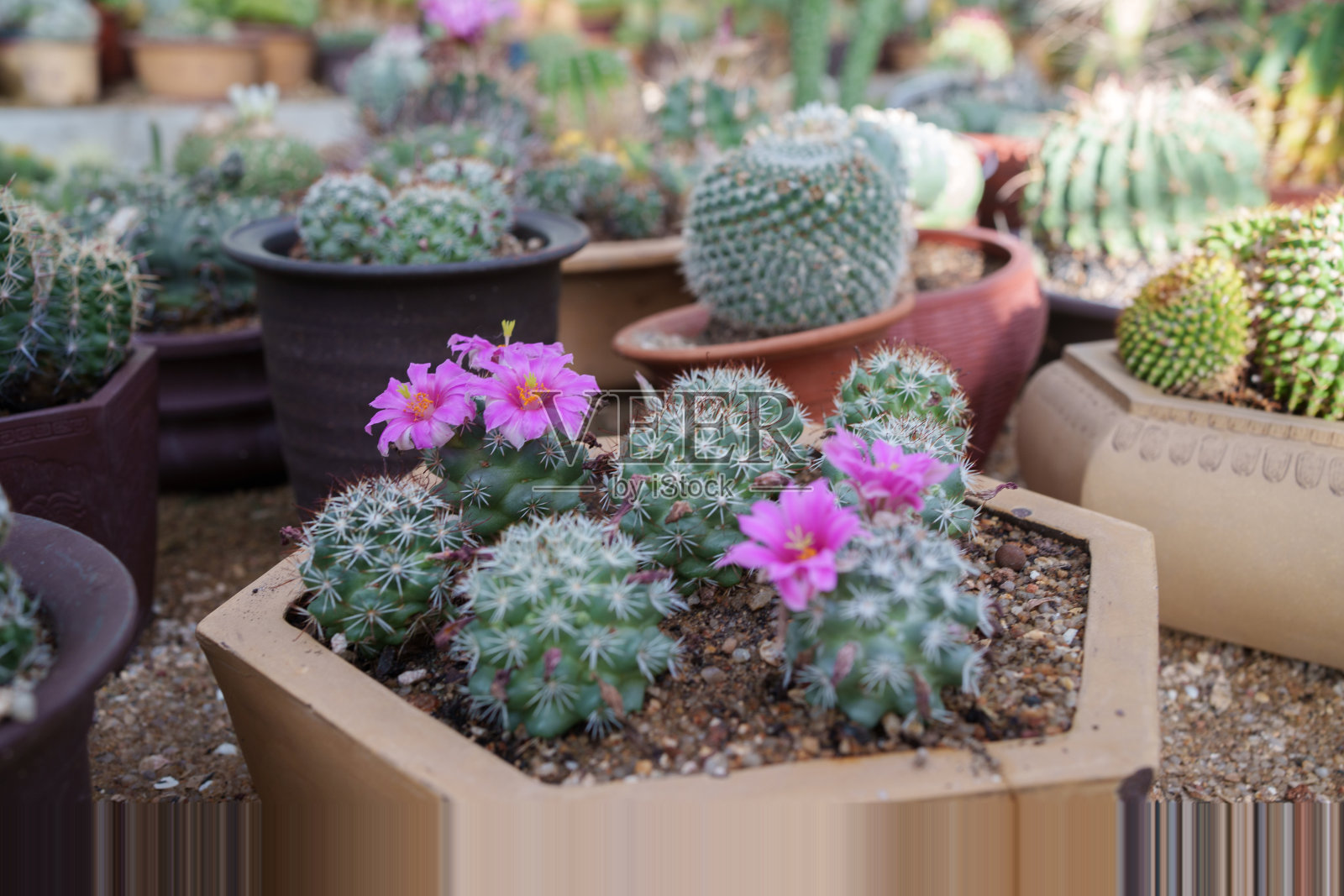 开花小仙人掌照片摄影图片