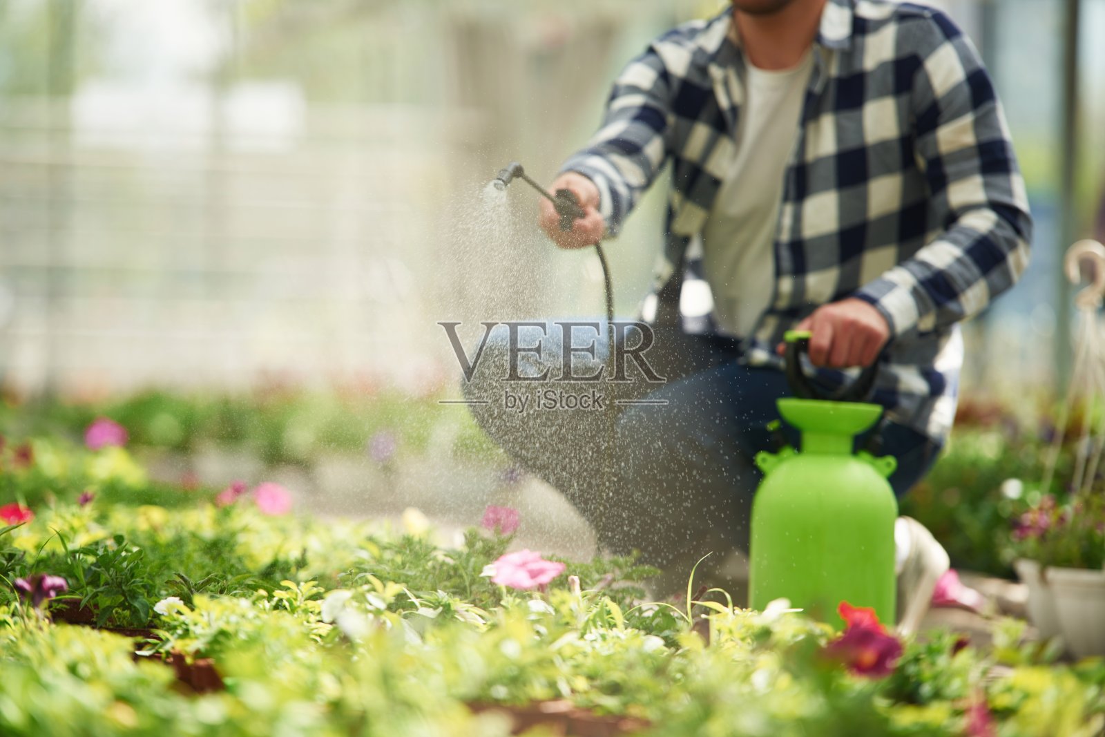 近景。花匠在园艺中心工作。成功的员工就像在明亮的温室里照片摄影图片