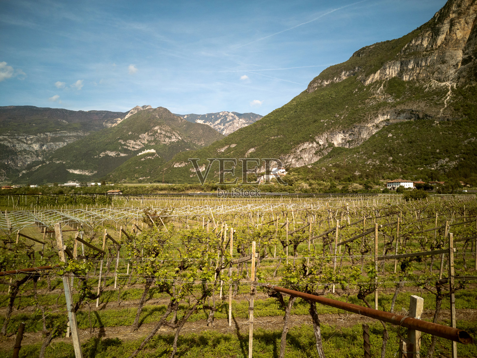 Lagarino葡萄园照片摄影图片