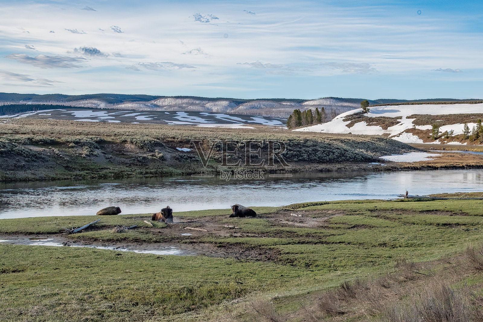 在北美美国西部的黄石生态系统中,三只鼻子冒着蒸汽躺在最好的滚坑里的野牛很危险照片摄影图片