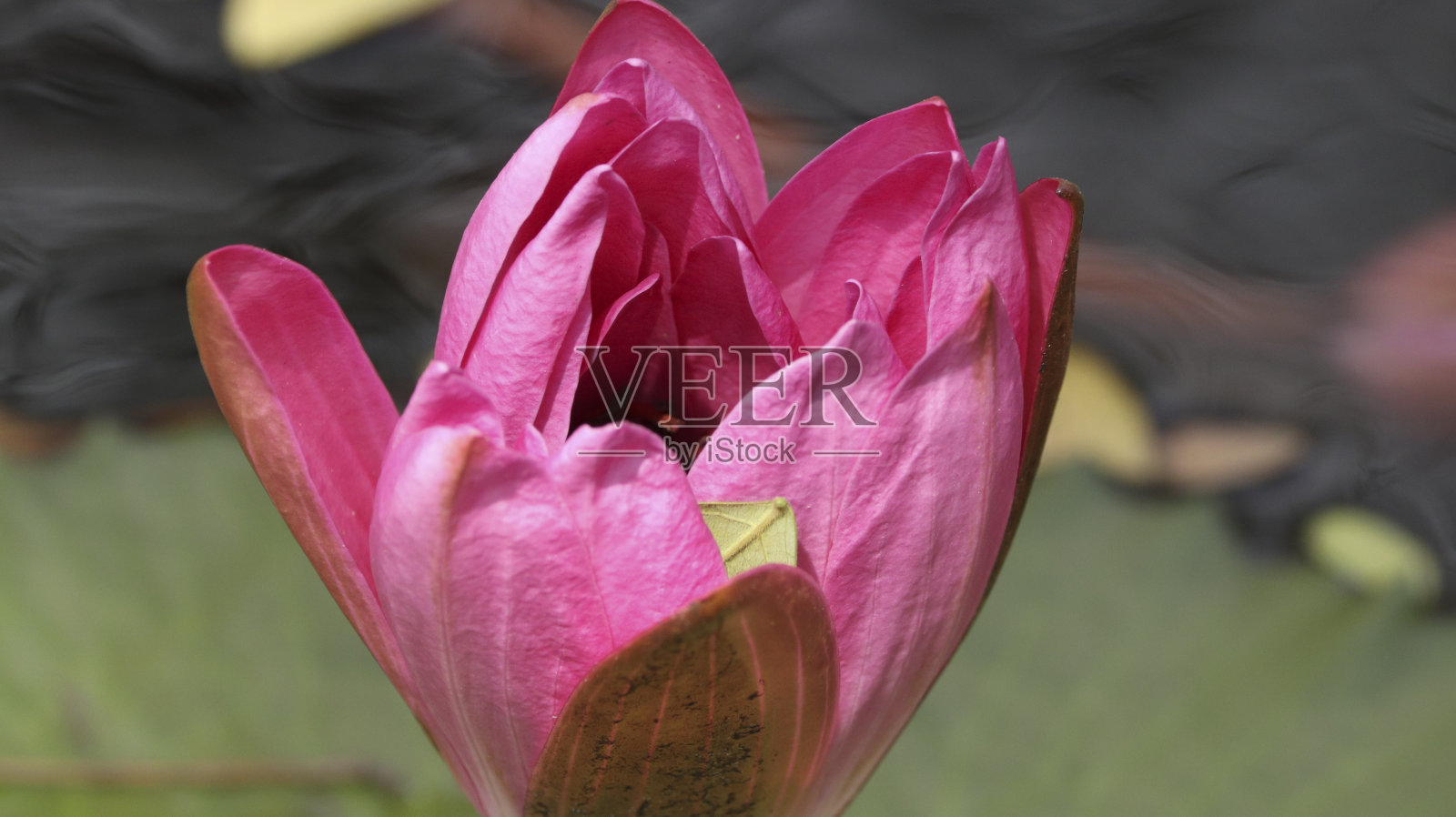 刚刚盛开的荷花。背景模糊照片摄影图片