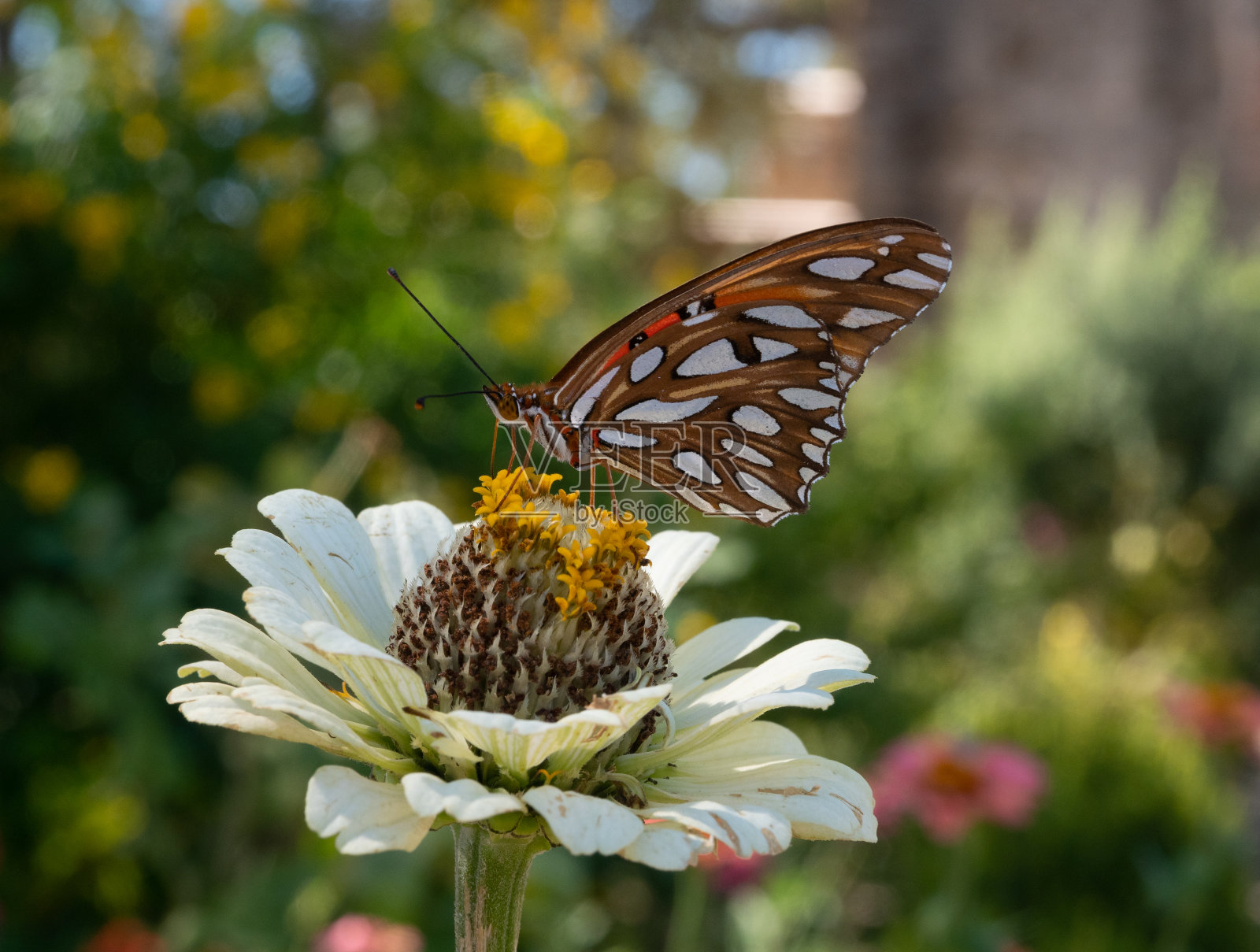 闭合翅膀的海湾贝母蝴蝶栖息在白色的Dalhia花上照片摄影图片