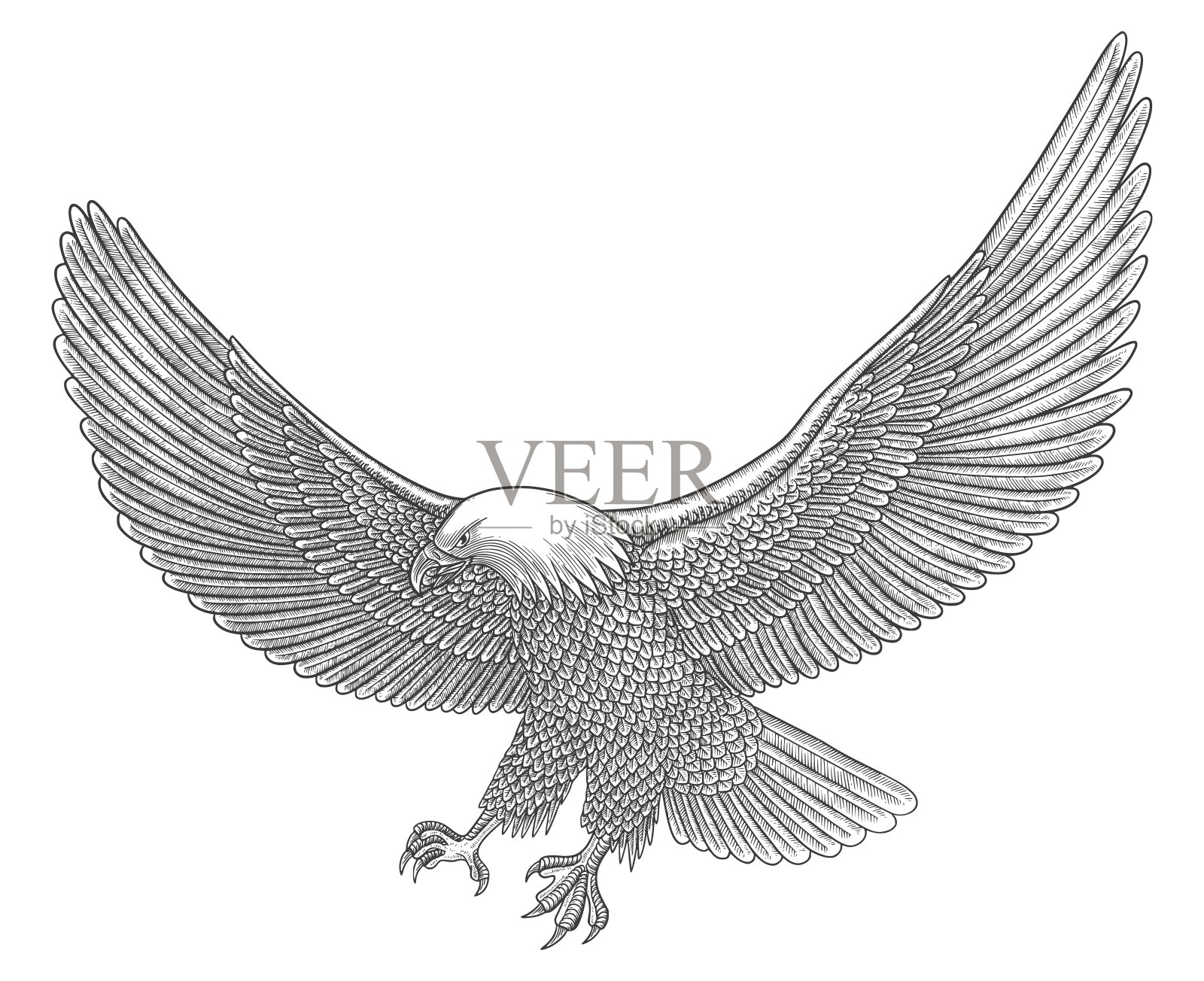 秃鹰在飞翔。矢量复古雕刻绘画风格插图插画图片素材