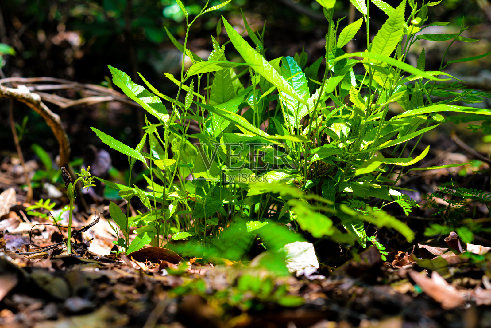 绿色的叶子照片摄影图片