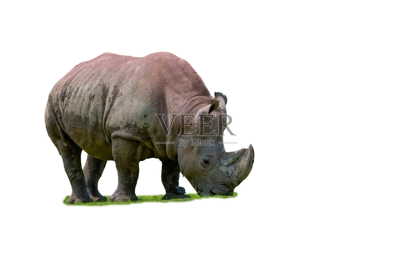 犀牛或犀牛照片摄影图片