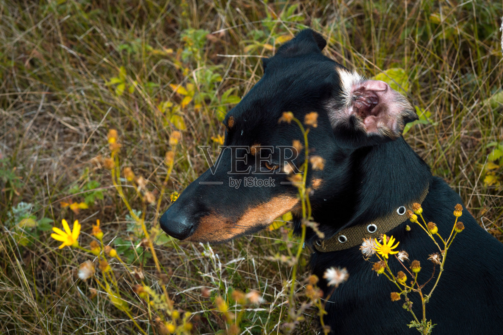 黑狗配棕色腊肠犬照片摄影图片
