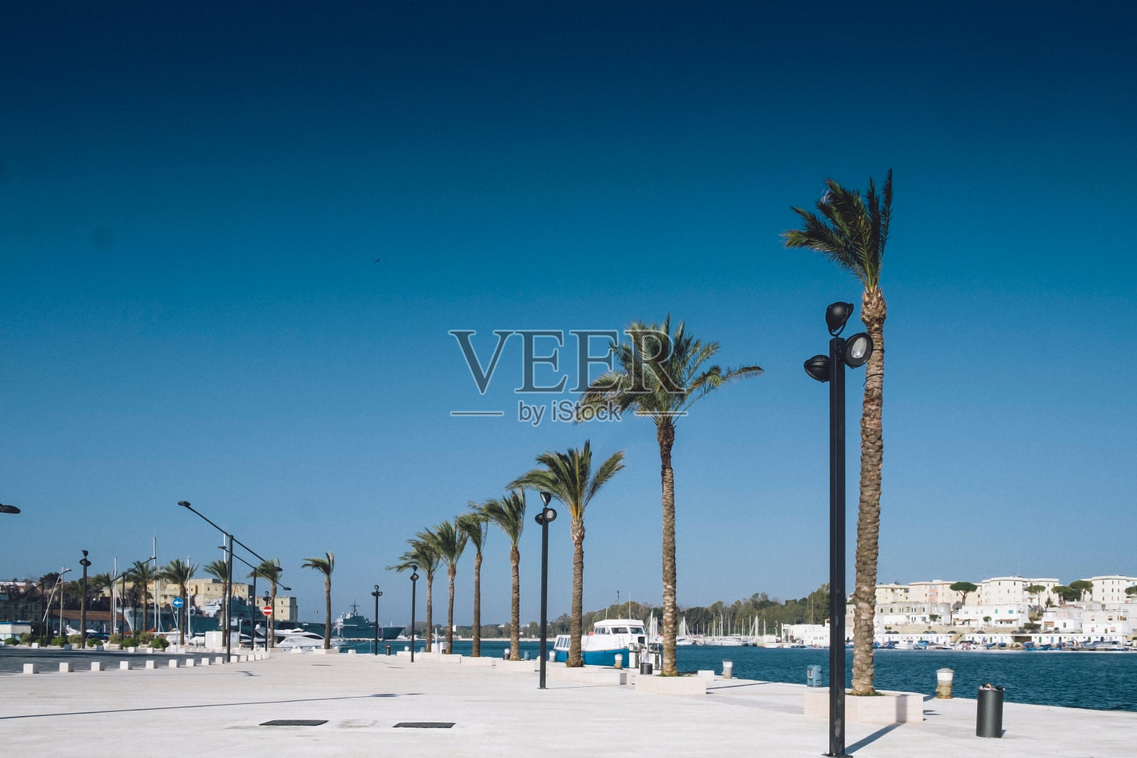 蓝天映衬下沙滩上的棕榈树照片摄影图片