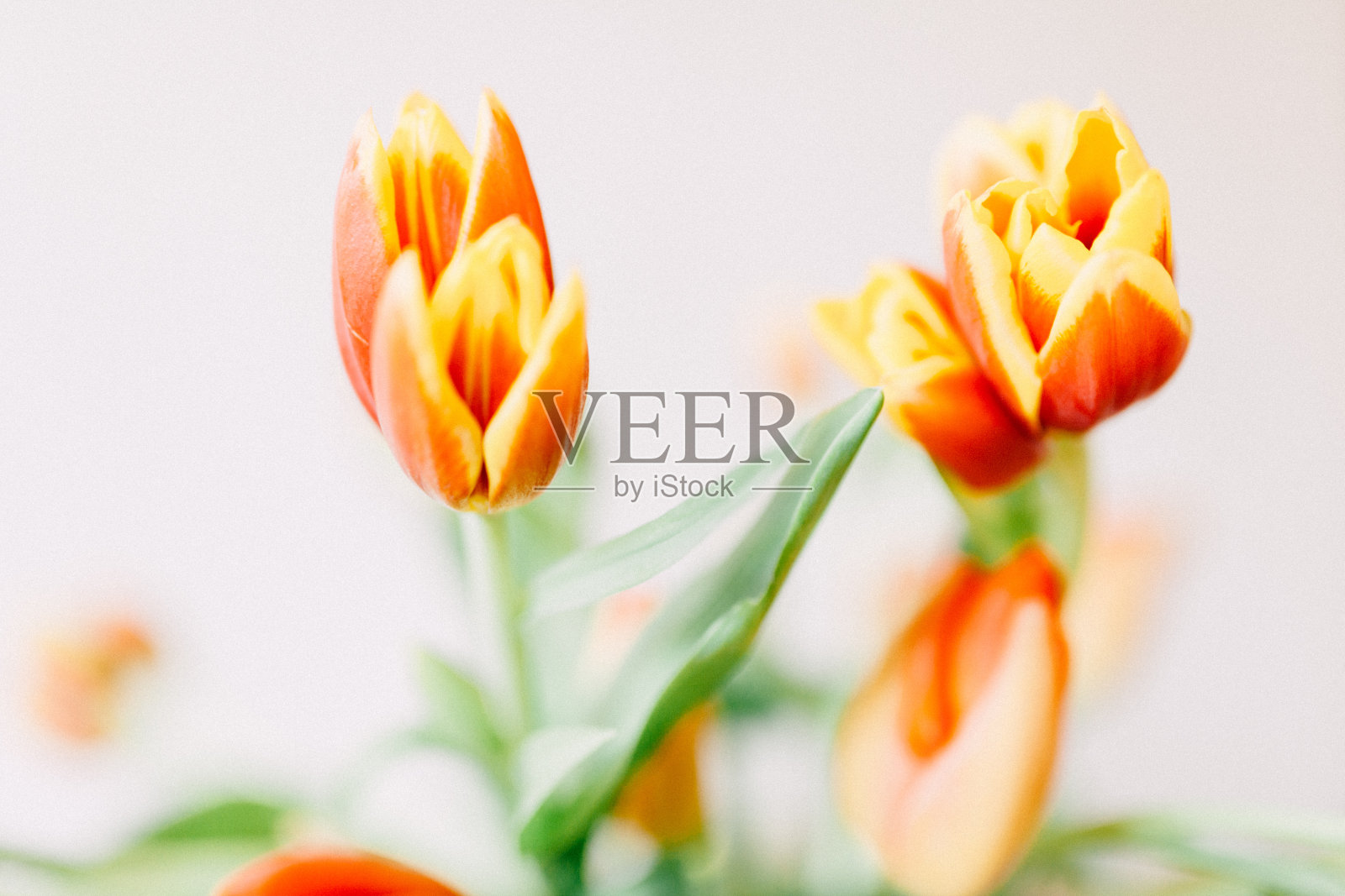 郁金香特写照片摄影图片