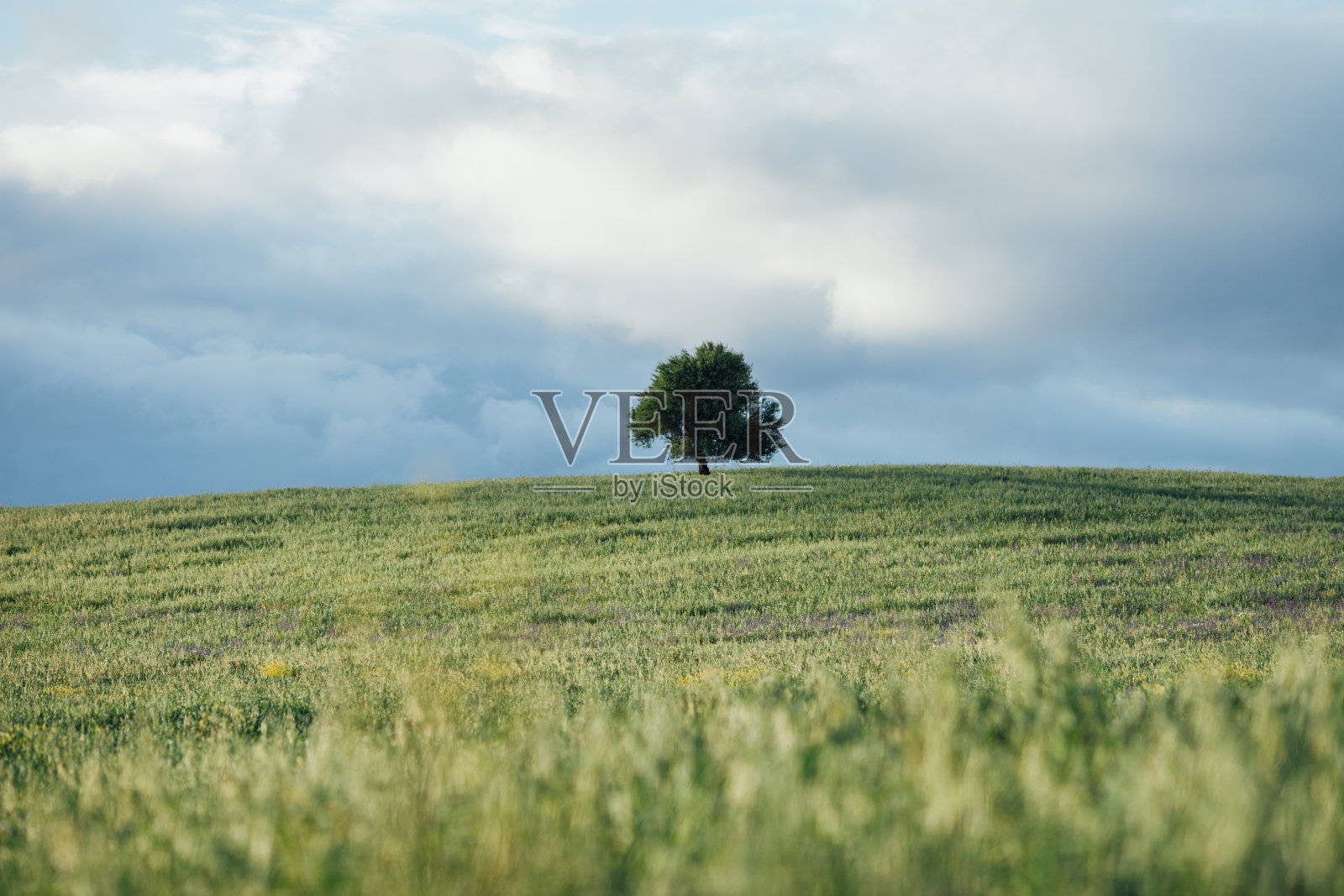 天空映衬下的农田风景照片摄影图片