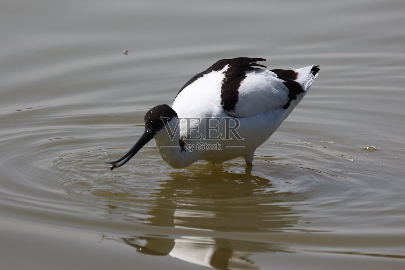 牛油果吃午餐——安达卢西亚,西班牙照片摄影图片